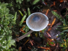 Mycena amicta