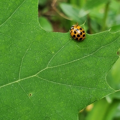 Harmonia axyridis