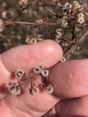 Galium nuttallii nuttallii