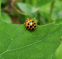 Harmonia axyridis