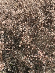 Galium nuttallii nuttallii