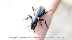 Carabus brandti