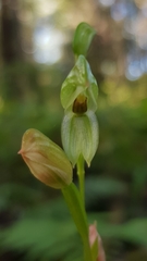 Pterostylis longifolia