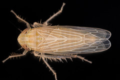 Graminella plana