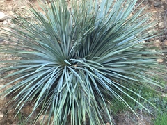 Hesperoyucca