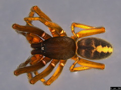 Gippsicola