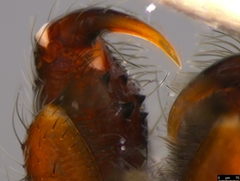 Gippsicola