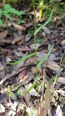 Pterostylis longifolia