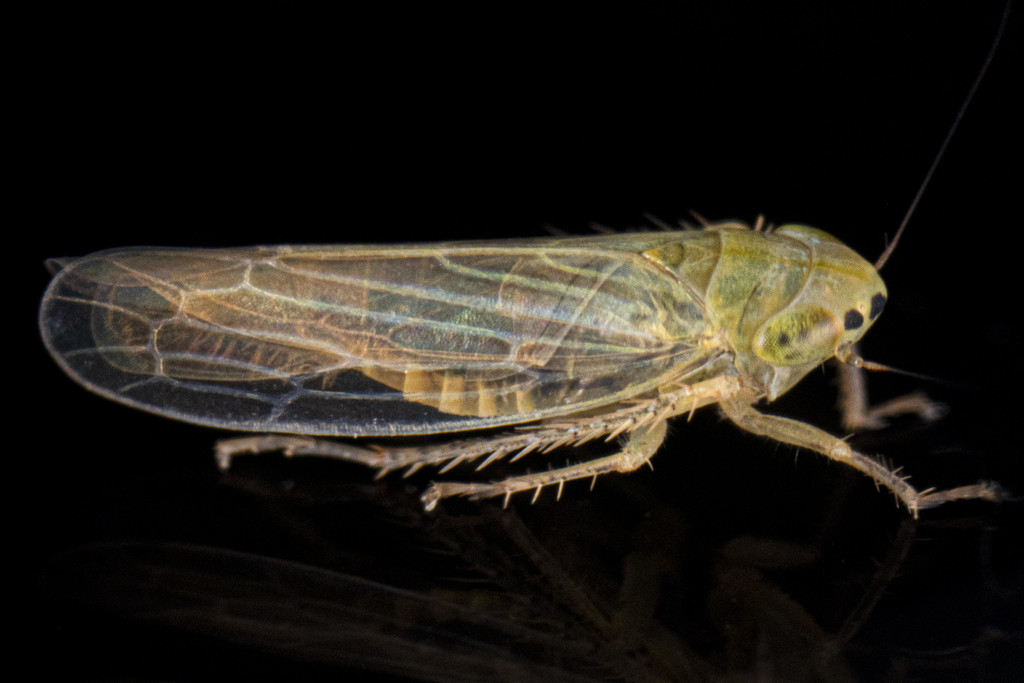 Cicadula saliens