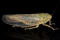 Cicadula saliens