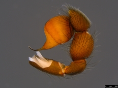 Gippsicola