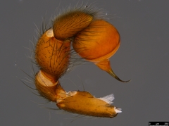 Gippsicola