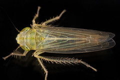 Cicadula saliens