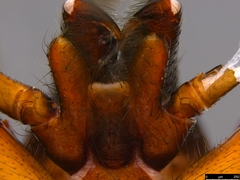 Gippsicola