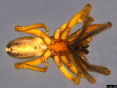 Gippsicola