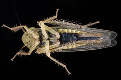 Cicadula saliens