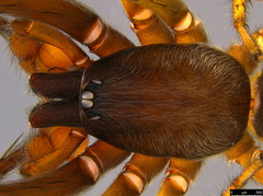 Gippsicola