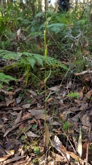 Pterostylis longifolia