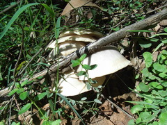 Omphalotus nidiformis