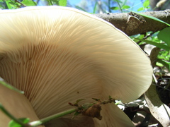 Omphalotus nidiformis