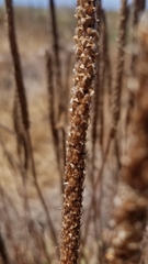 Plantago subnuda
