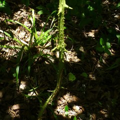 Smilax tamnoides