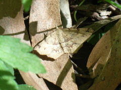 Rhinodia rostraria