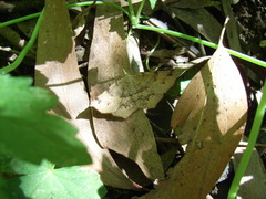 Rhinodia rostraria