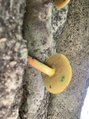 Butyriboletus pseudoregius