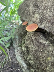 Butyriboletus pseudoregius