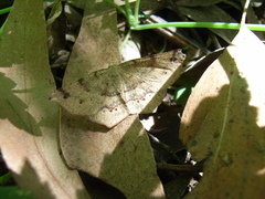 Rhinodia rostraria