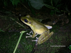 Odorrana hosii