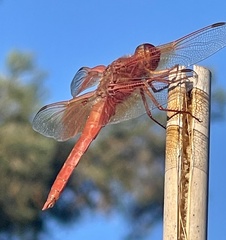 Libellula saturata