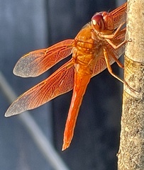 Libellula saturata