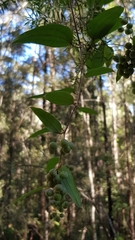 Smilax glyciphylla