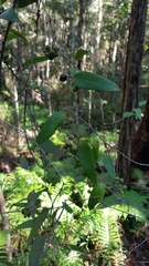 Smilax glyciphylla