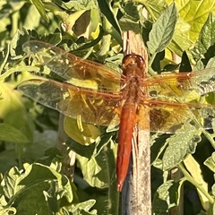 Libellula saturata