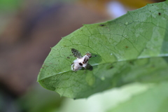 Sciomyzoidea