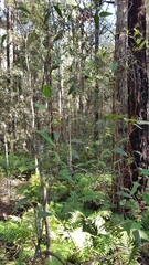 Smilax glyciphylla