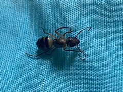 Camponotus