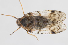 Cixius nervosus