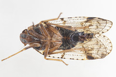 Cixius nervosus