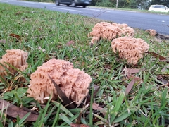Ramaria capitata