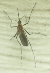 Aedes canadensis canadensis