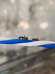 Camponotus