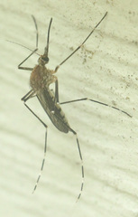 Aedes canadensis canadensis