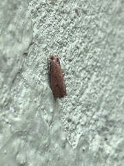 Cryptaspasma