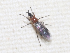 Dilophus strigilatus