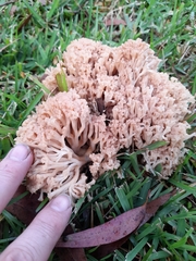 Ramaria capitata