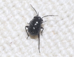 Slaterocoris